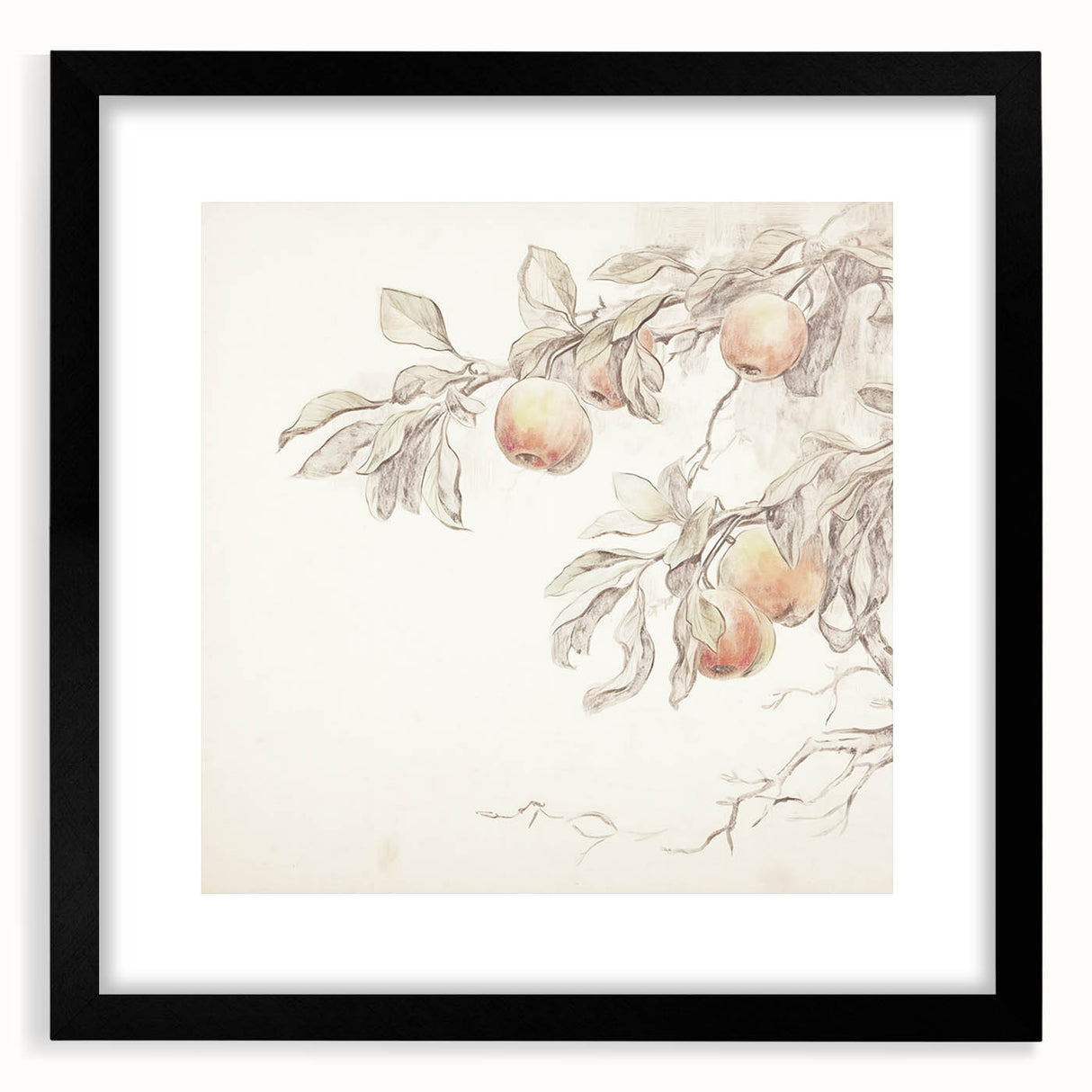 Vintage Botanical Art Prints – Apple Branch Pencil Drawing