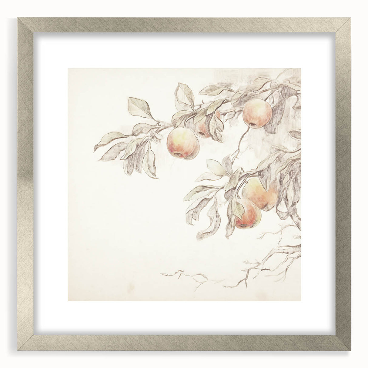 Vintage Botanical Art Prints – Apple Branch Pencil Drawing