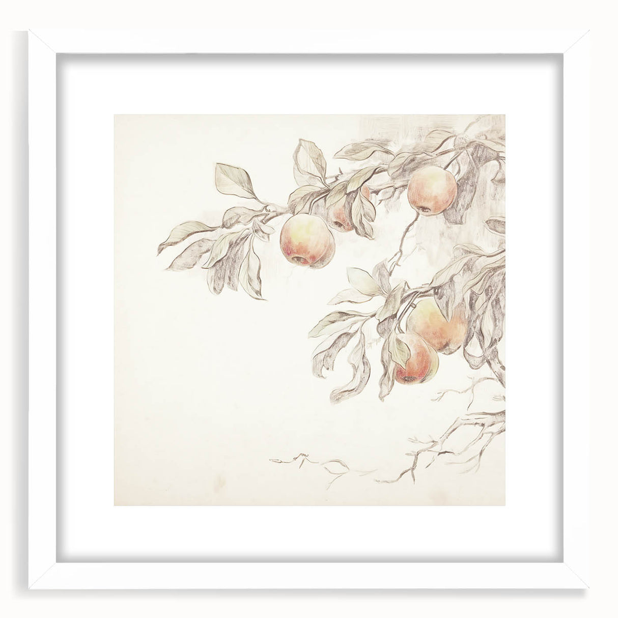 Vintage Botanical Art Prints – Apple Branch Pencil Drawing