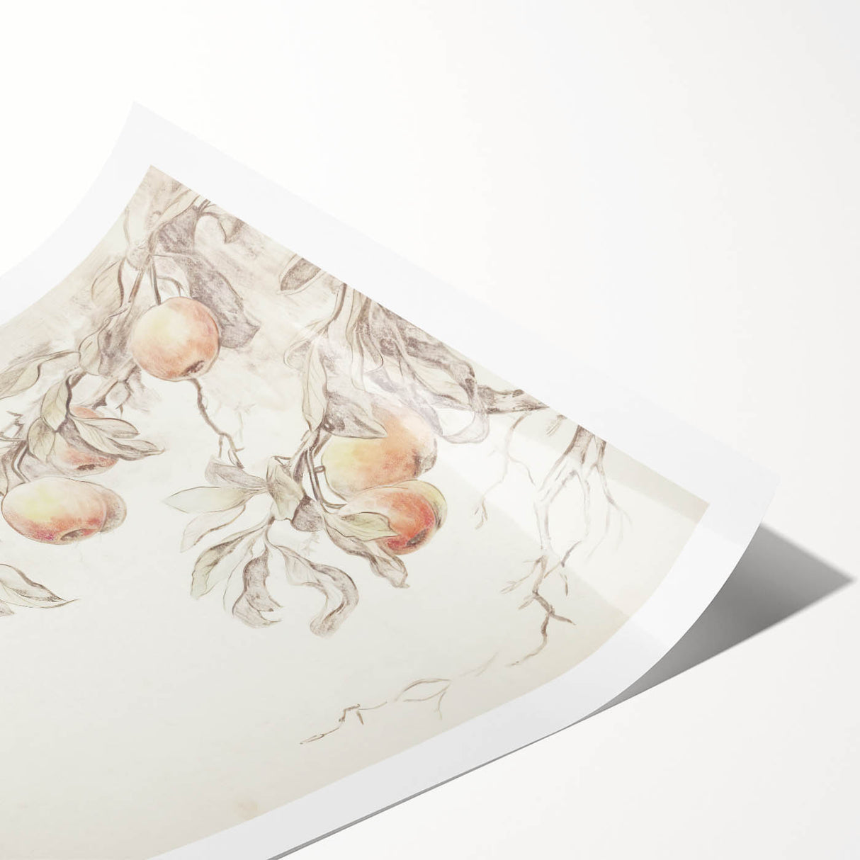 Vintage Botanical Art Prints – Apple Branch Pencil Drawing