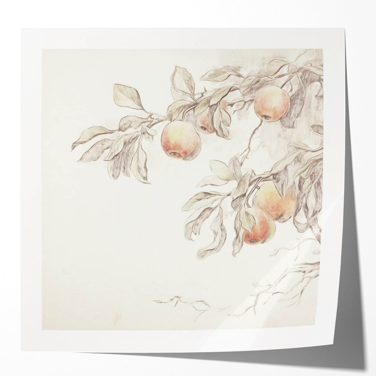 Vintage Botanical Art Prints – Apple Branch Pencil Drawing