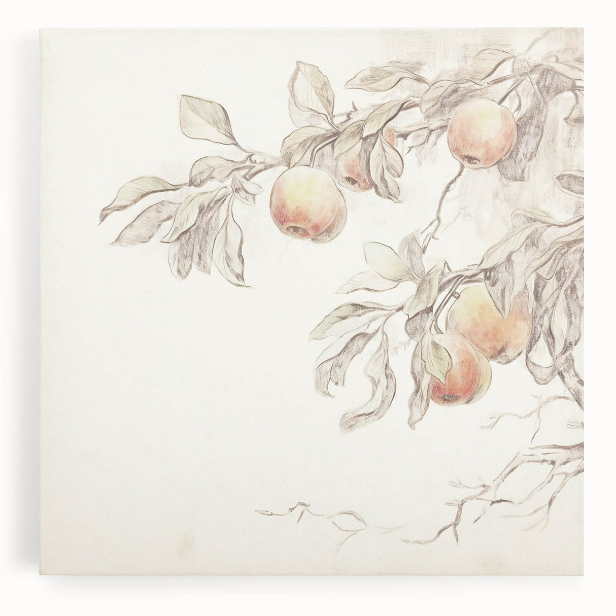 Vintage Botanical Art Prints – Apple Branch Pencil Drawing