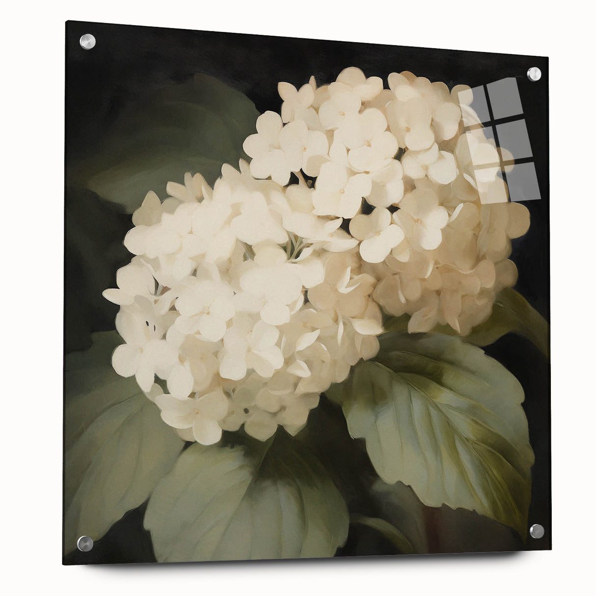 Vintage Botanical Art Print: White Hydrangea Flower Illustration