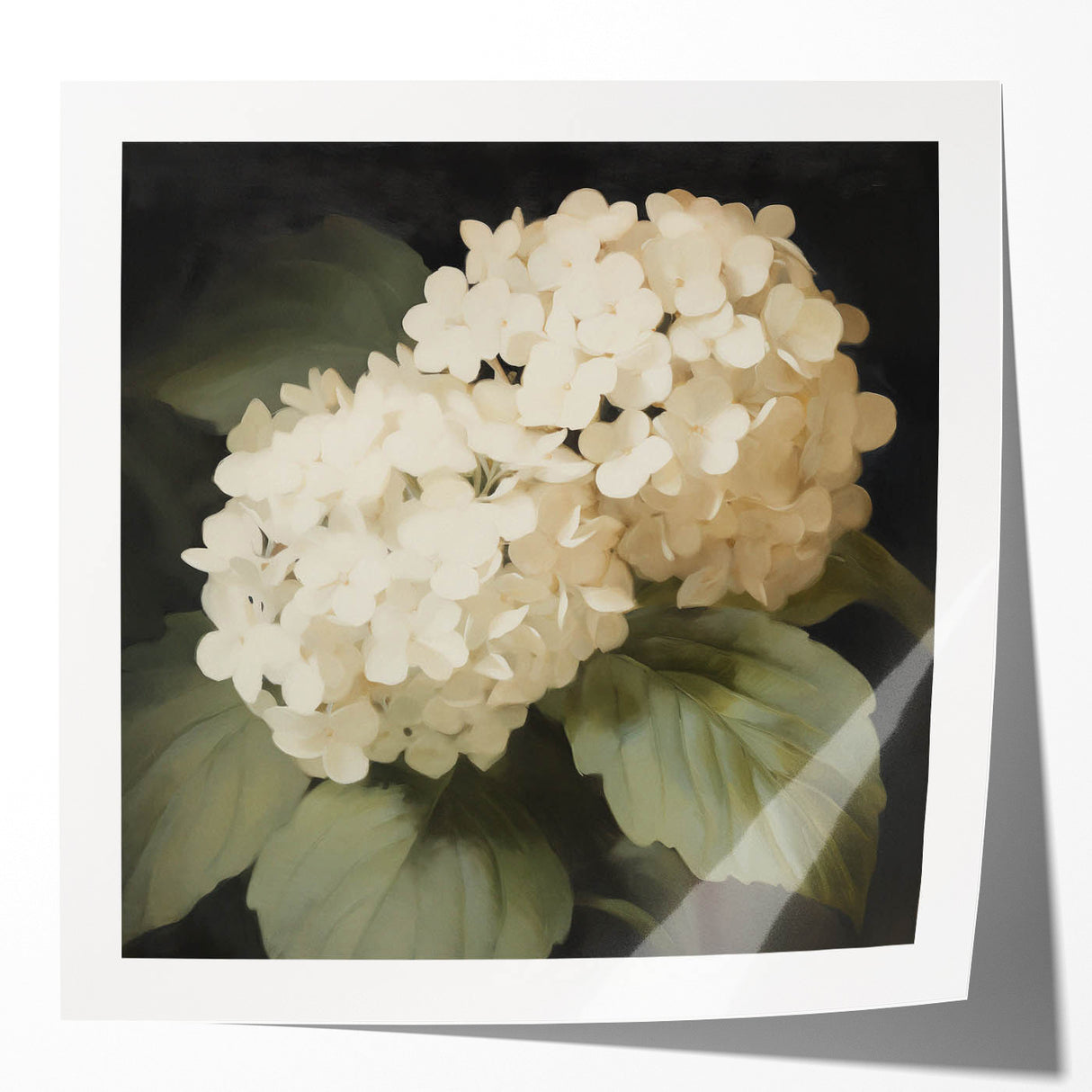 Vintage Botanical Art Print: White Hydrangea Flower Illustration
