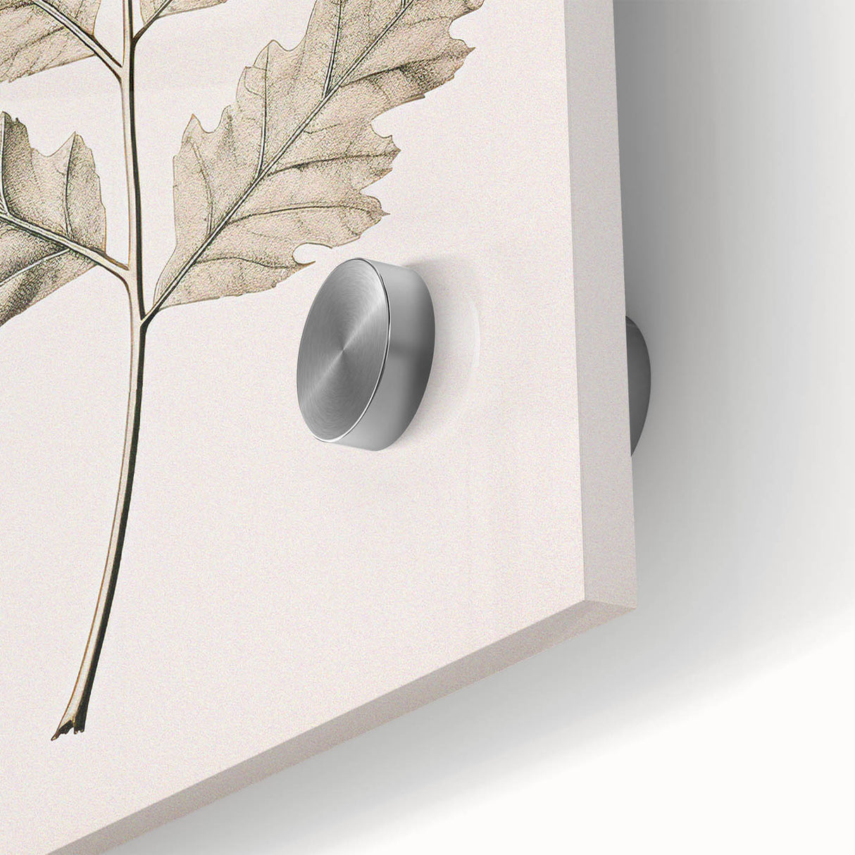 Vintage Botanical Art Prints – Elegant Oak Leaf Drawing