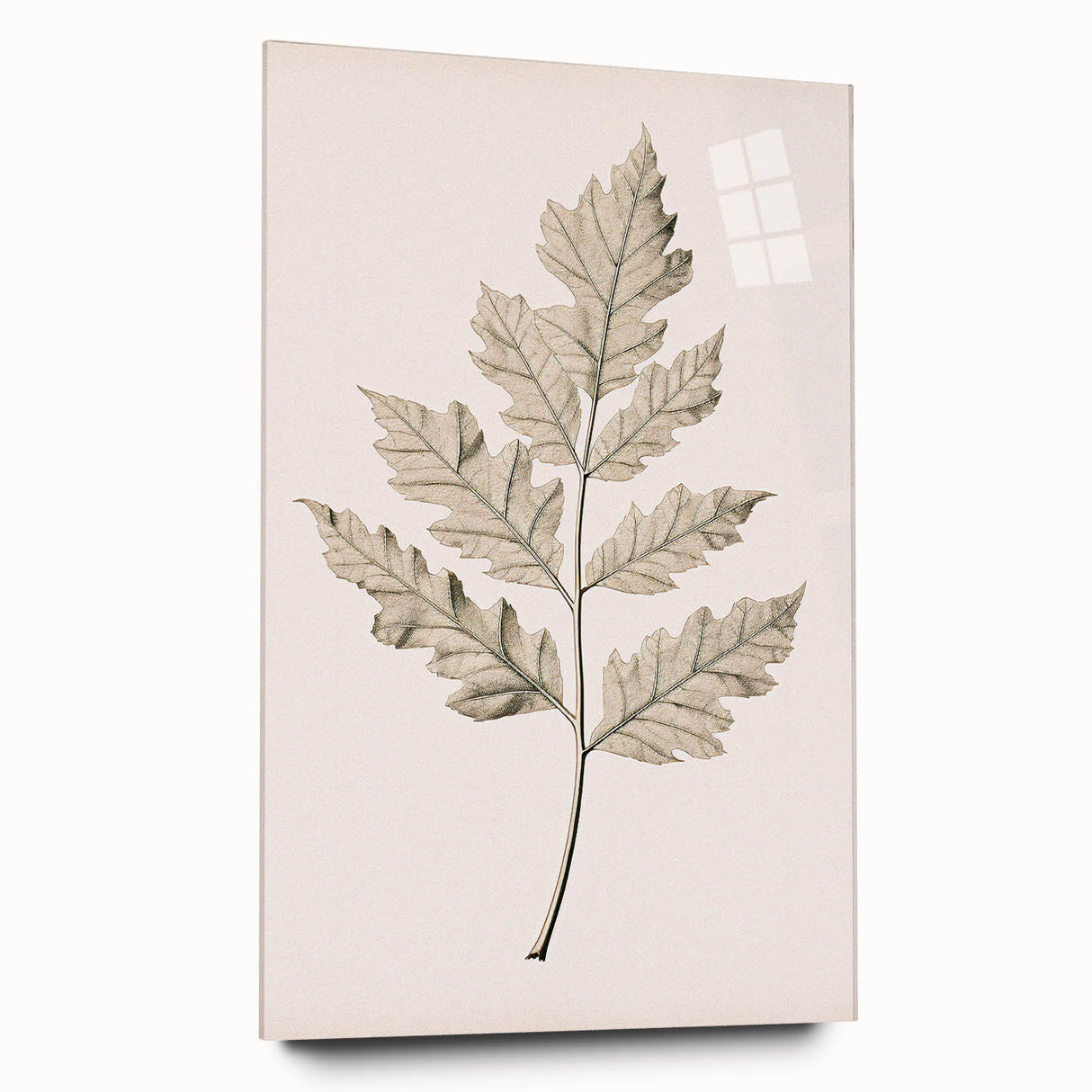 Vintage Botanical Art Prints – Elegant Oak Leaf Drawing