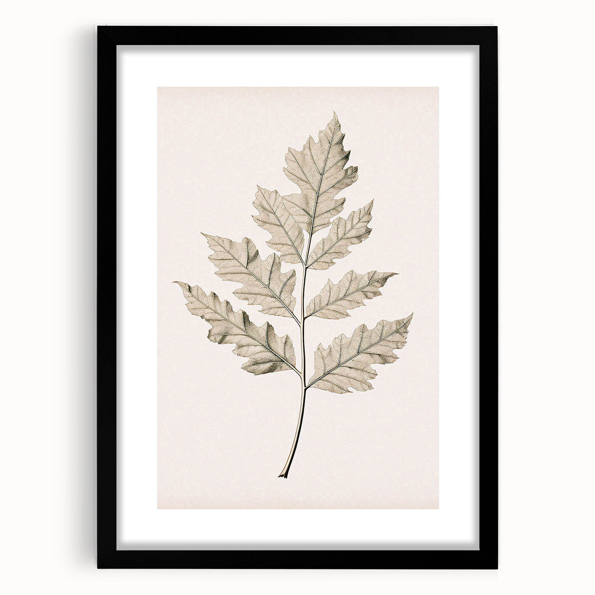 Vintage Botanical Art Prints – Elegant Oak Leaf Drawing