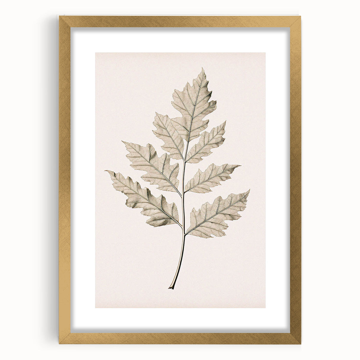 Vintage Botanical Art Prints – Elegant Oak Leaf Drawing