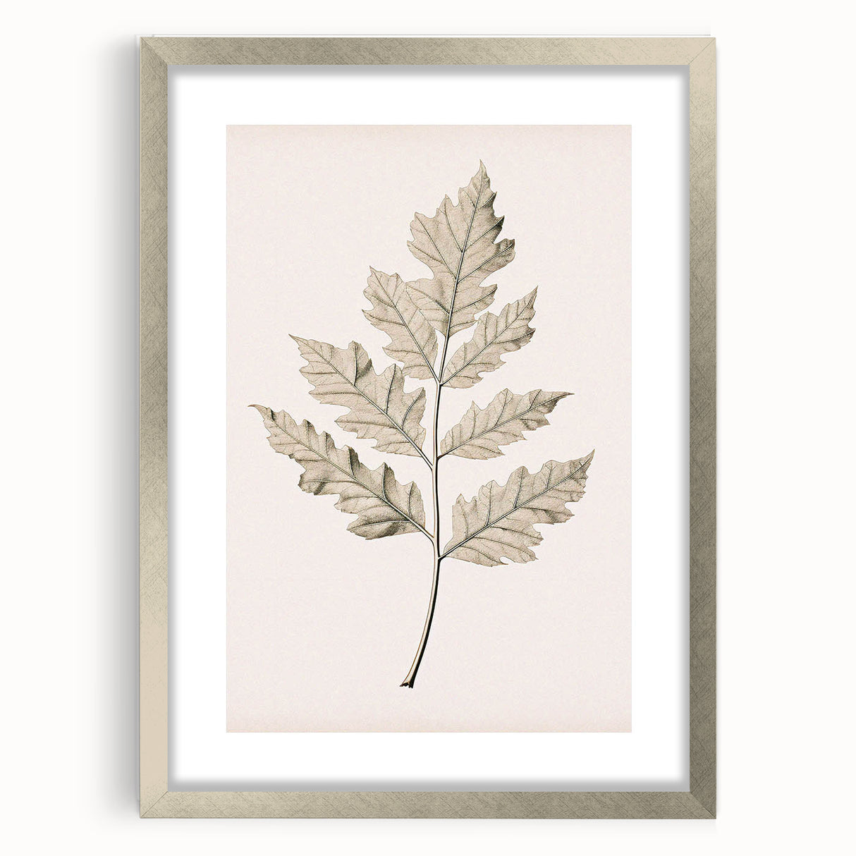 Vintage Botanical Art Prints – Elegant Oak Leaf Drawing