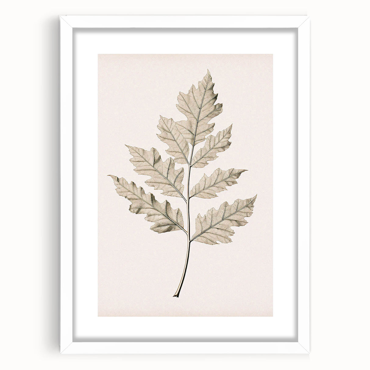 Vintage Botanical Art Prints – Elegant Oak Leaf Drawing