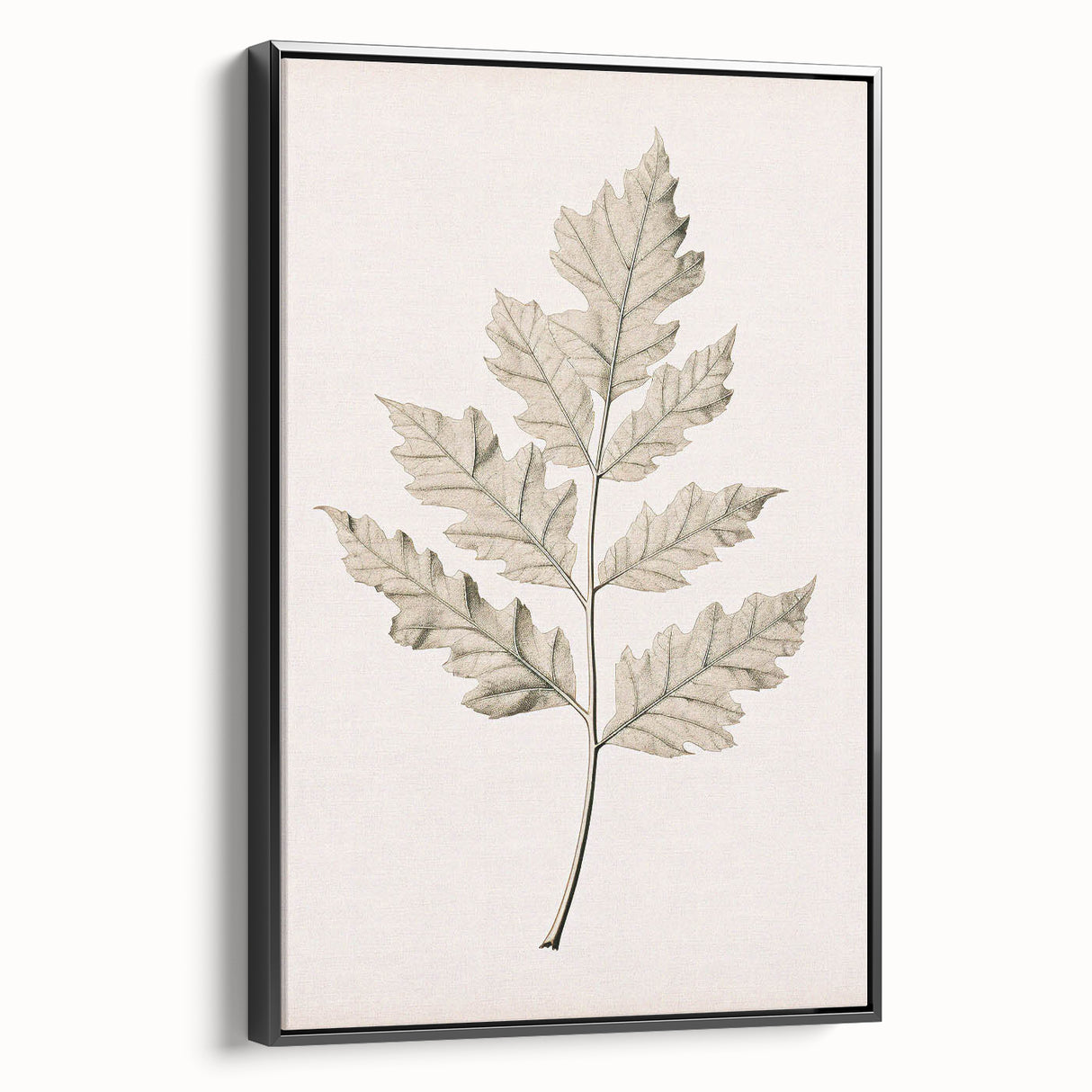 Vintage Botanical Art Prints – Elegant Oak Leaf Drawing