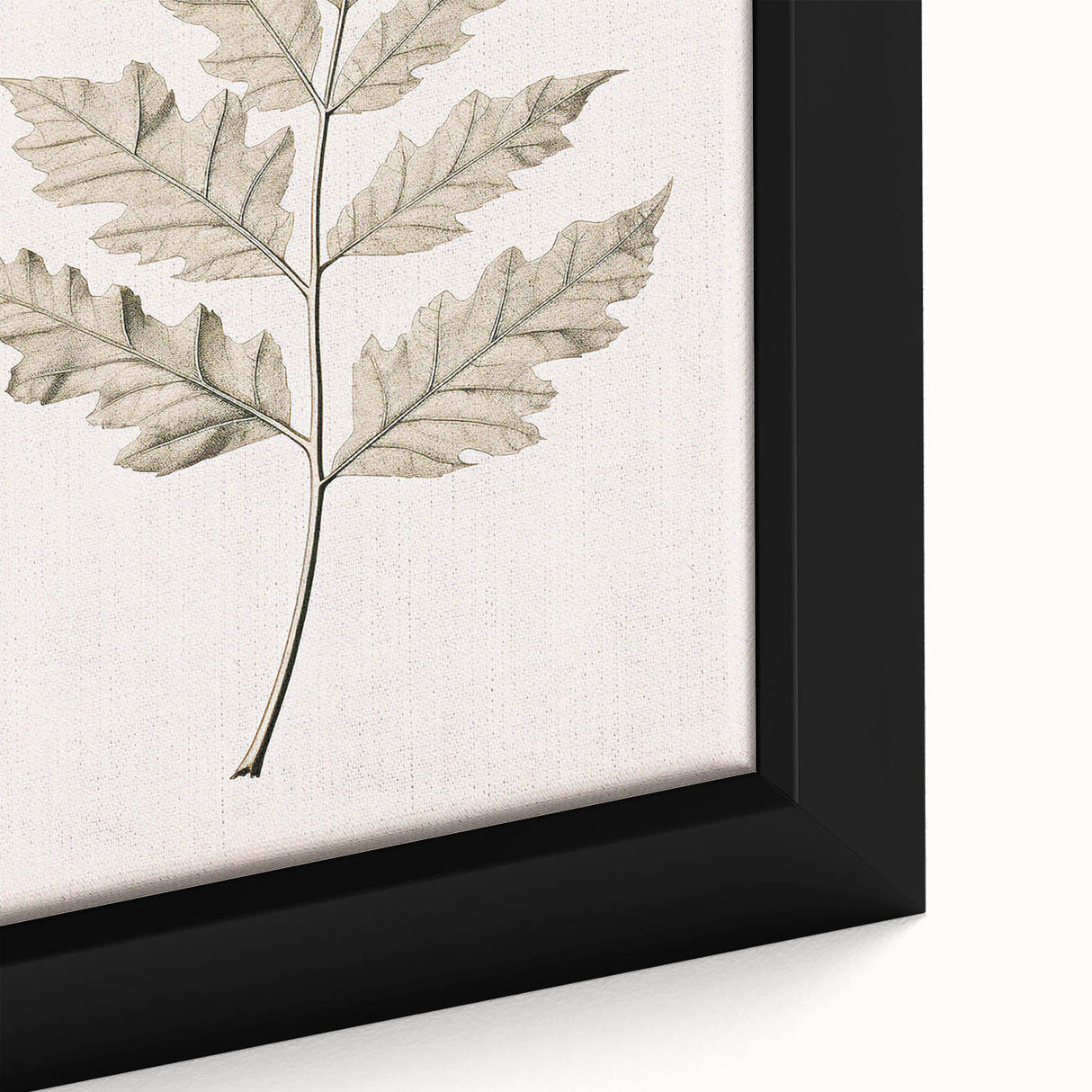 Vintage Botanical Art Prints – Elegant Oak Leaf Drawing