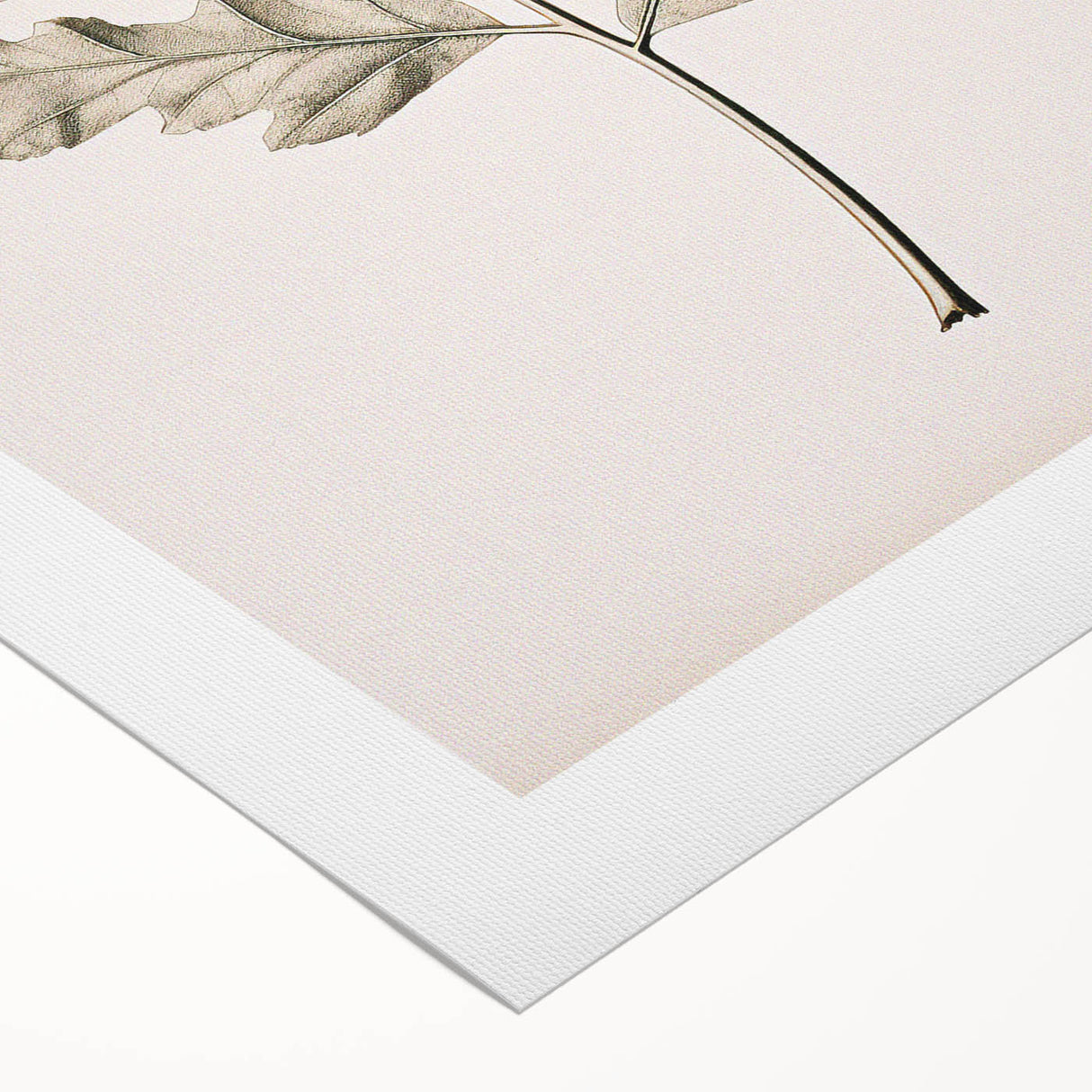 Vintage Botanical Art Prints – Elegant Oak Leaf Drawing