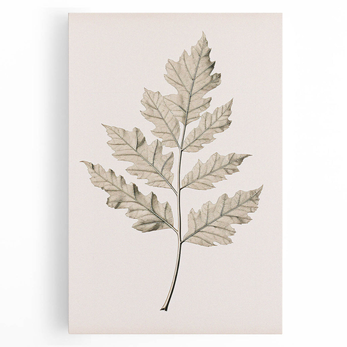 Vintage Botanical Art Prints – Elegant Oak Leaf Drawing