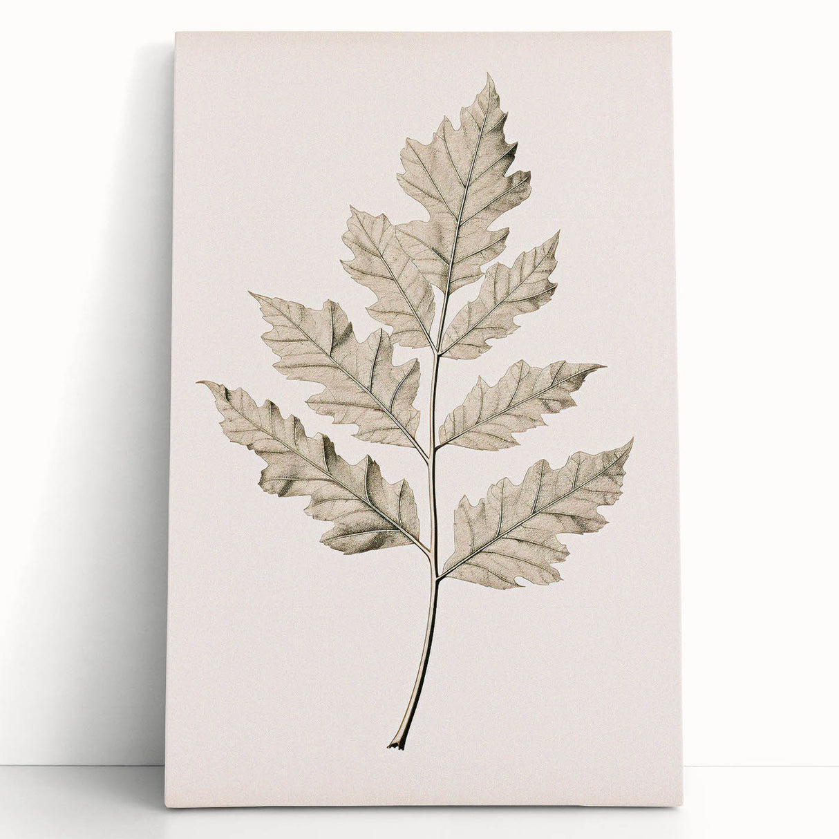 Vintage Botanical Art Prints – Elegant Oak Leaf Drawing