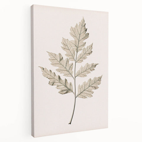 Vintage Botanical Art Prints – Elegant Oak Leaf Drawing