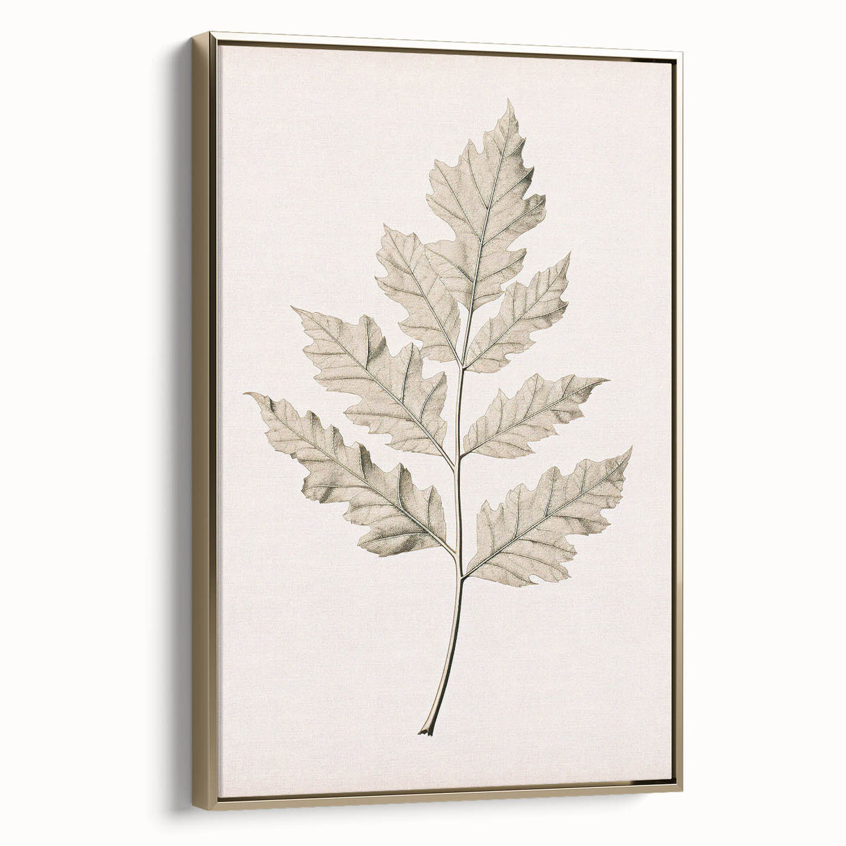 Vintage Botanical Art Prints – Elegant Oak Leaf Drawing