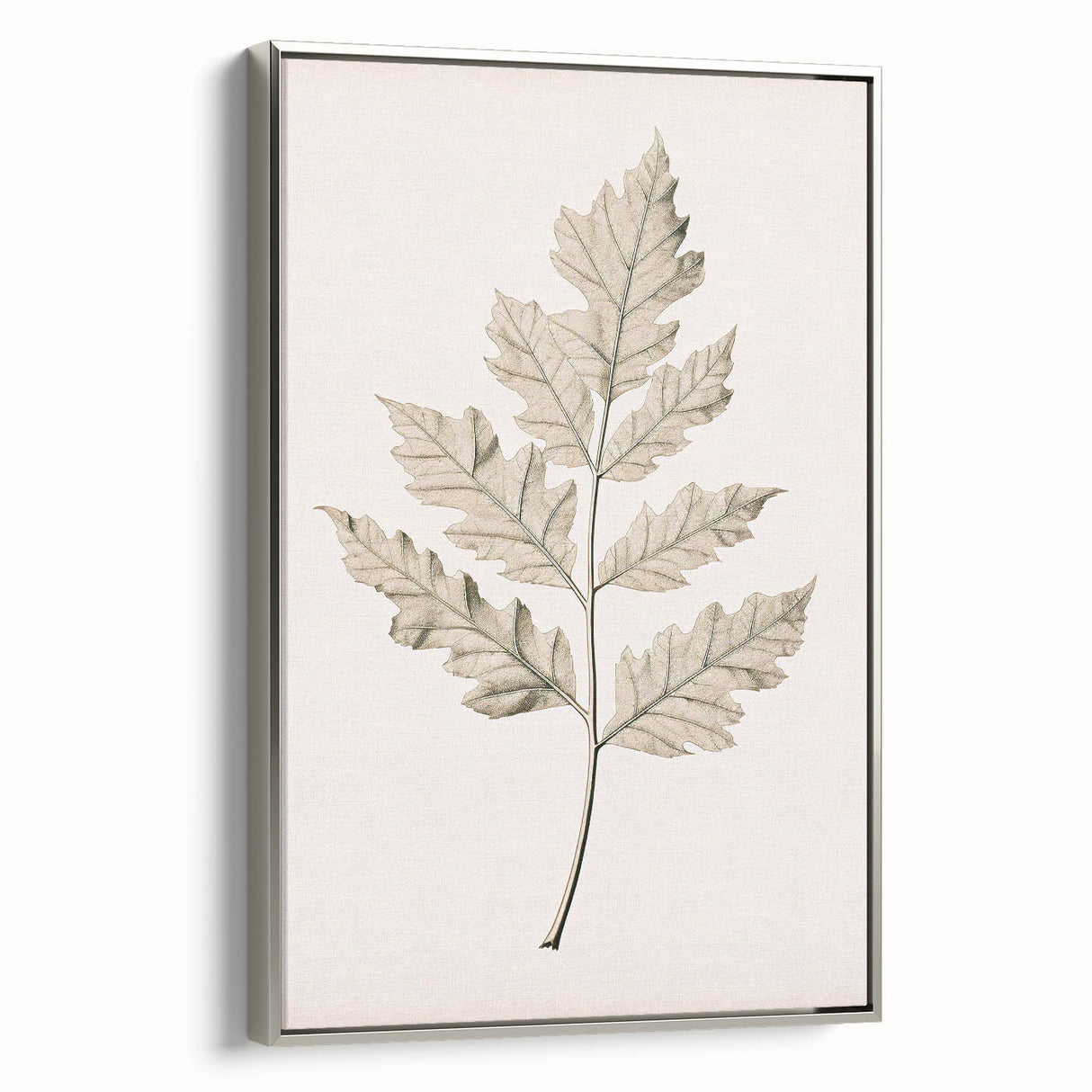Vintage Botanical Art Prints – Elegant Oak Leaf Drawing