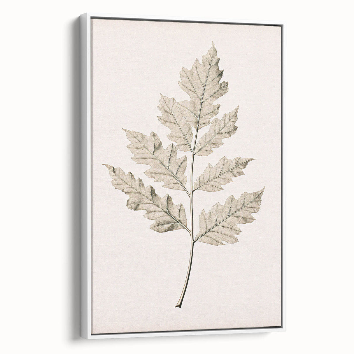 Vintage Botanical Art Prints – Elegant Oak Leaf Drawing
