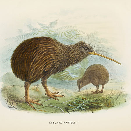 Vintage illustration of kiwi birds (Apteryx mantelli) in natural habitat – antique wildlife art print for animal wall decor collection.