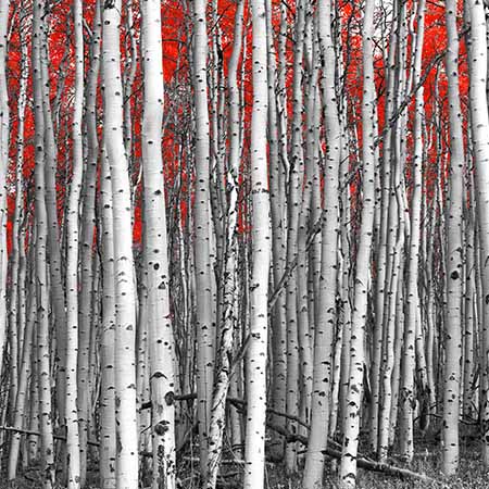 Black and white aspen tree forest with vivid red autumn leaves – striking modern nature wall art for dramatic home or office décor.