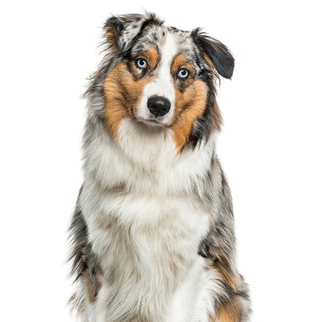Vibrant Australian Shepherd dog wall art print in white, a perfect carnivore-themed home decor piece for animal lovers.