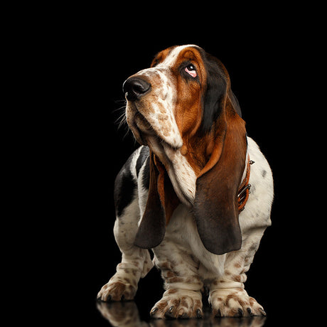 Black and white Basset Hound wall art print, perfect for dog-themed home decor.