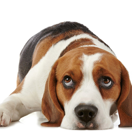 Beagle dog wall art print in black, ideal for carnivore-themed home decor.