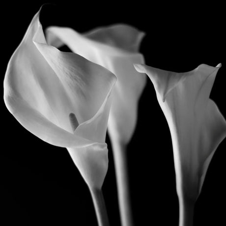 Blossom beauty photography wall art of elegant calla lilies in black and white, floral fine art print for modern minimalist home decor