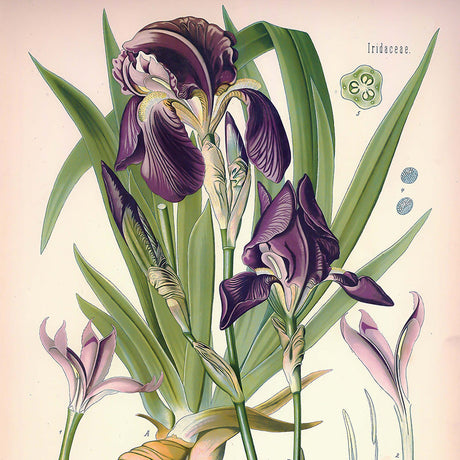 Botanical flower wall decor featuring a detailed petal illustration in a black and white drawing art print.