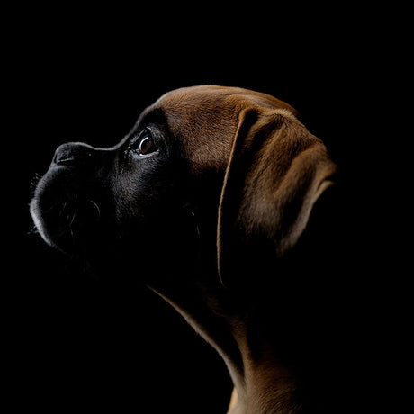 Black Boxer dog wall art print, a unique carnivore-themed home decor piece with vivid snout detail.