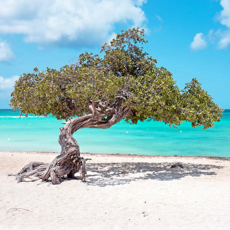 Caribbean wall art featuring a tranquil blue beach, oceanic landforms, and tropical trunk by the shore