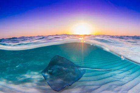 Stingray and manta ray underwater scene in Cayman Island ocean wall art