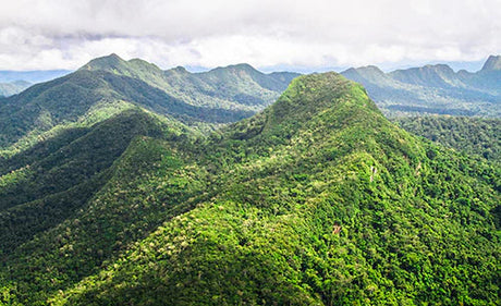 Vibrant green Central American highland forest featuring mountainous landscape and lush vegetation wall art