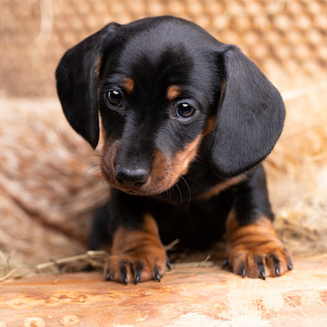 Dachshund puppy wall art featuring a cute dog with a prominent snout, ideal for adding a playful touch to your home decor.