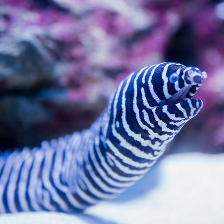 Eel wall art featuring a striking zebra moray eel with black and white stripes in an underwater coral setting, bold marine life print for ocean-themed decor