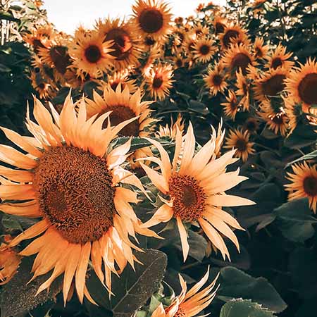 Rustic farmhouse wall art featuring a vibrant field of blooming sunflowers under warm sunlight, perfect for country-style home decor.