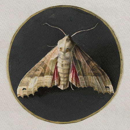 Vintage moth illustration on textured black circle – grunge wall art print for moody, rustic home decor