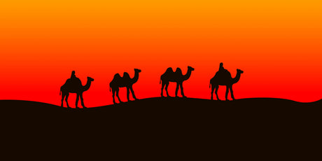 Silhouette of working camels in the orange desert, Iraq wall art collection