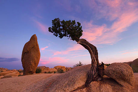 Morning sunlight illuminating geological formations in Joshua Tree National Park desert landscape