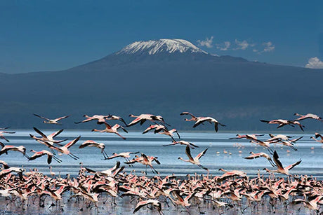 Greater flamingo flock in bird migration, Kenya's wildlife wall art collection