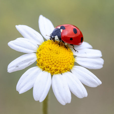 Ladybug wall art featuring vibrant red ladybug on a white daisy flower, nature-inspired photography print for botanical and insect-themed home decor
