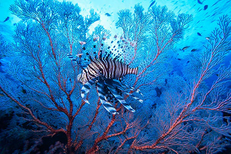 Underwater lionfish amidst vibrant coral reef in Micronesia wall art collection