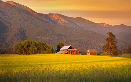 Montana collection wall art featuring yellow grassland, highland field, and mountain range landscape