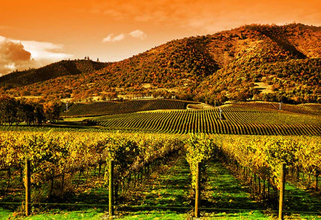 Napa Valley vineyard wall art featuring lush grapevines in a sprawling plantation field