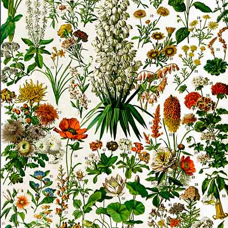Vintage nature elements illustration wall art featuring botanical chart of colorful wildflowers and plants, antique floral print for classic decor