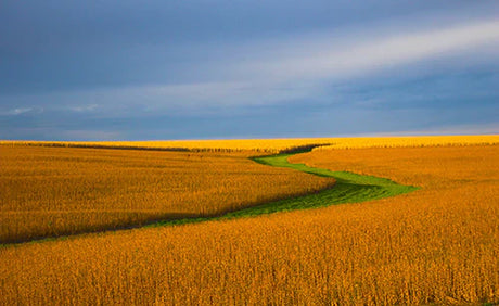 Blue and yellow Nebraska horizon showcasing agricultural fields, crops, plantation grasses, and plains ecoregion wall art