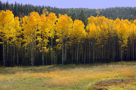 Vibrant yellow leaves in a Northern hardwood forest in New Mexico wall art