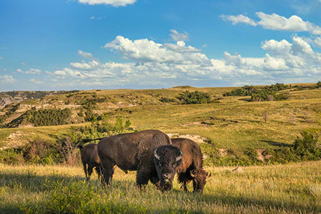 Bison bull grazing in North Dakota prairie, natural grassland landscape wall art