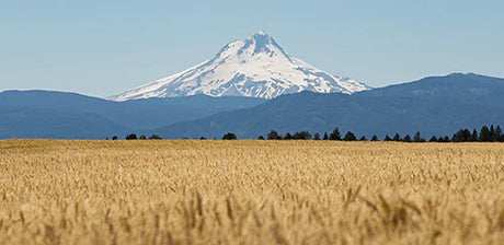 Oregon collection wall art featuring mountainous landscapes, highlands, and expansive grassland fields